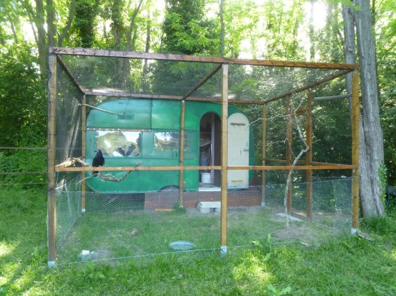voliere_ete (2) (reduit)