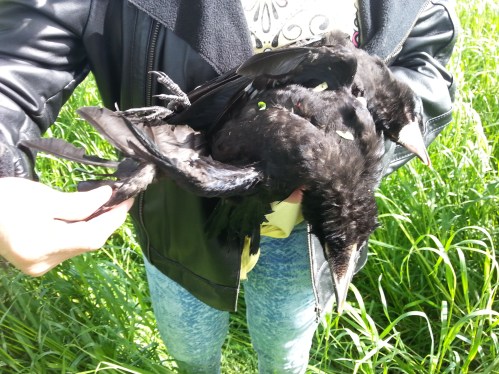 freux_juvenile_bourgogne2015